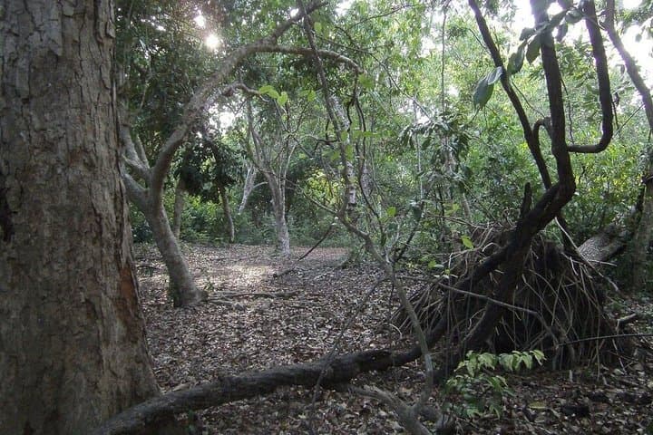 Diani Beach: Kaya Kinondo Sacred Forest Guided Tour