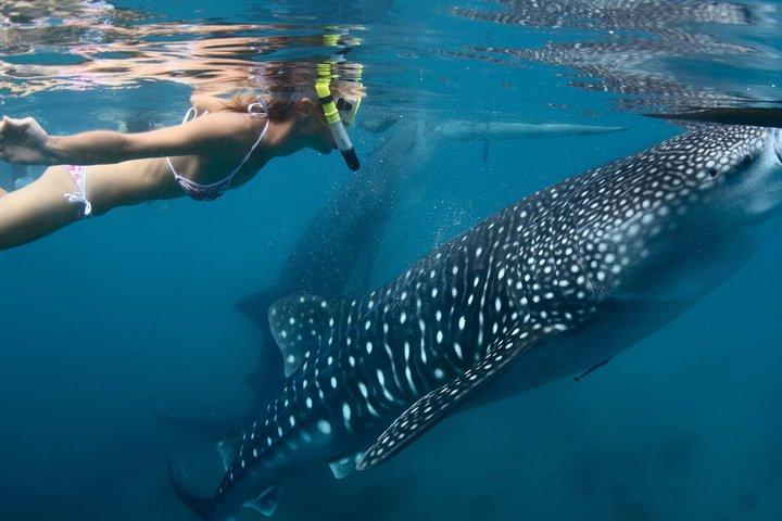 Swim with Whale Shark in La Paz with Drinks and Snacks