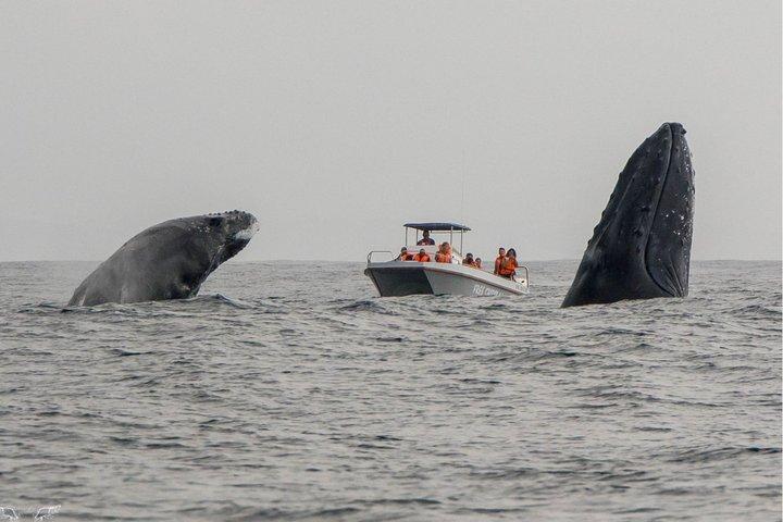 Whale Watching Boat Tour in St Lucia South Africa