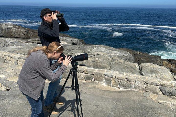 Zapallar Walking & Bird Watching Penguins From Valpo.Private Tour