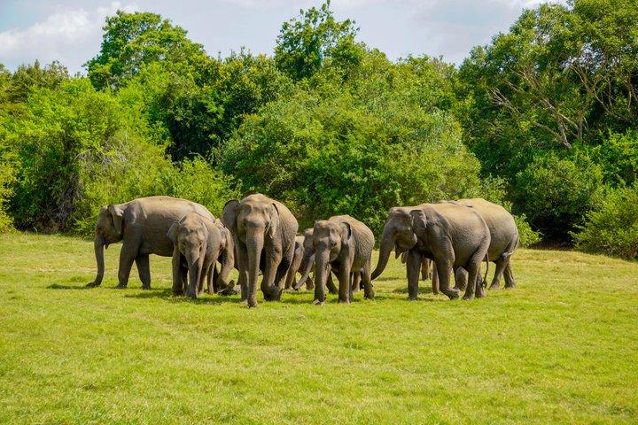Minneriya National Park Private Jeep Safari with Elephant Viewing
