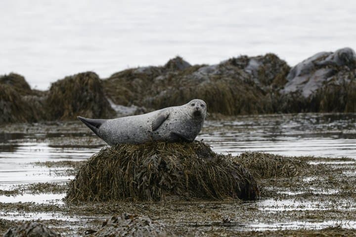Seal Watching and Scenic Fjord Tour from Isafjordur Port
