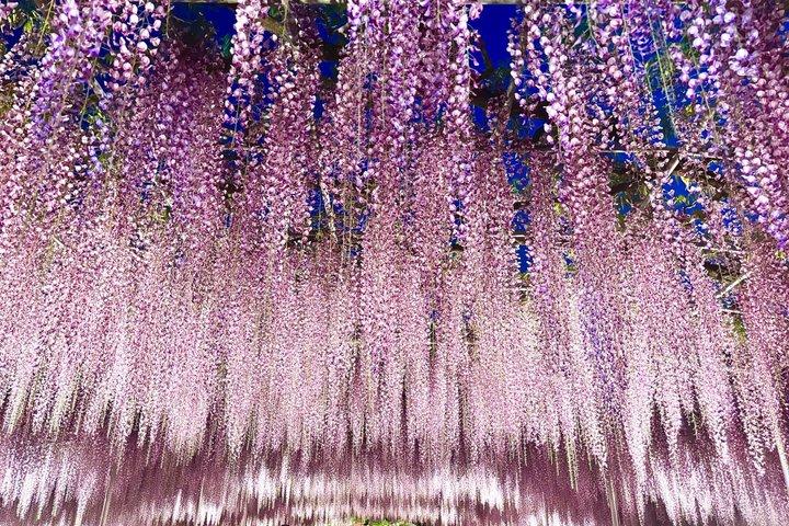 Wisteria, Samurai & Wagyu: Ashikaga Day Trip