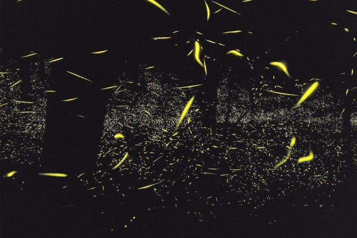 Great Smoky Mountains Rare Synchronous Firefly Waterfalls Walk