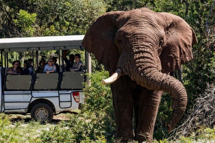 2 Days Addo Elephant and Schotia Safari from Port Elizabeth