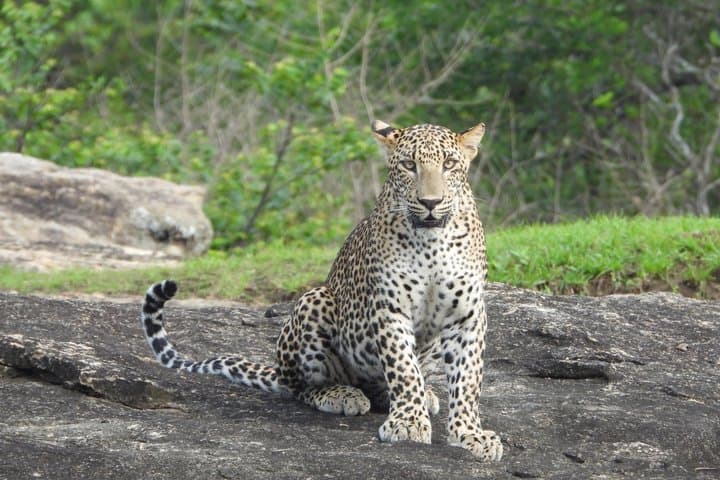 Yala National Park Half-Day Special Leopard & Elephant Safari