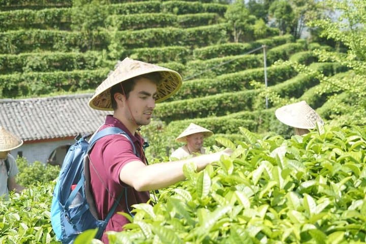 Guilin Tea Picking and Processing Yangshuo Qixian Peak