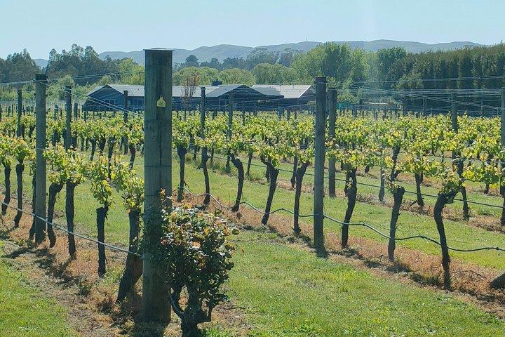 Wairarapa Wine Tour Experience