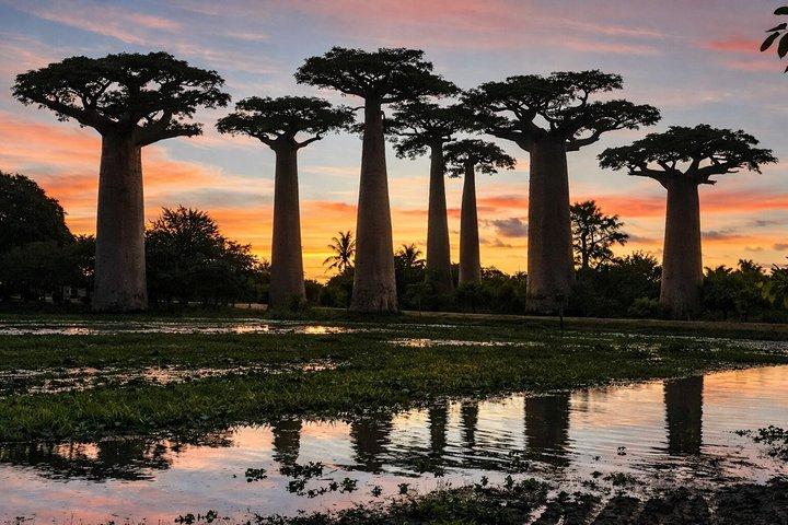 6 Day Madagascar Discovering Rainforest in Lemurs and Baobabs