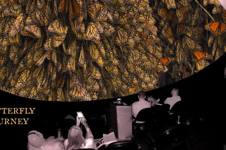 An Immersive Butterfly Experience on Catalina Island