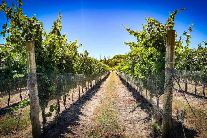 Wine Experience Tour Tasting and Tapas Gourmet