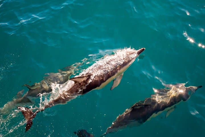 Catamaran Dolphin Adventure