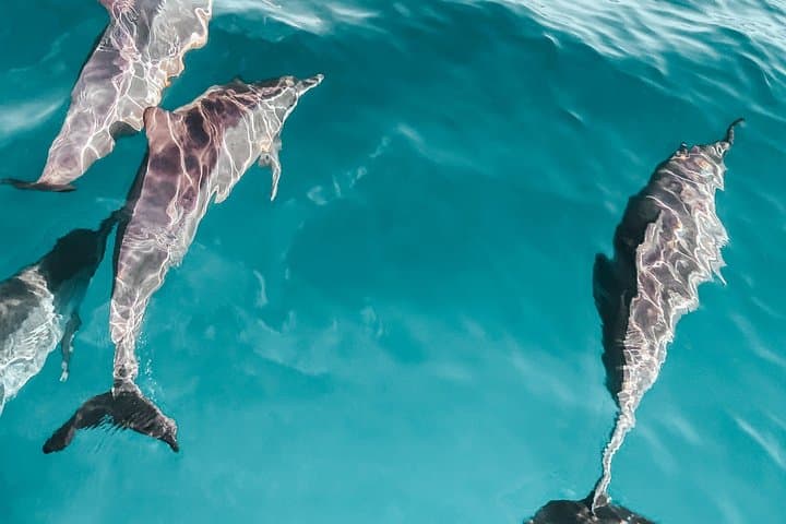 Dolphin Watching Boat Tour in Hvar with lunch and drinks unlimit