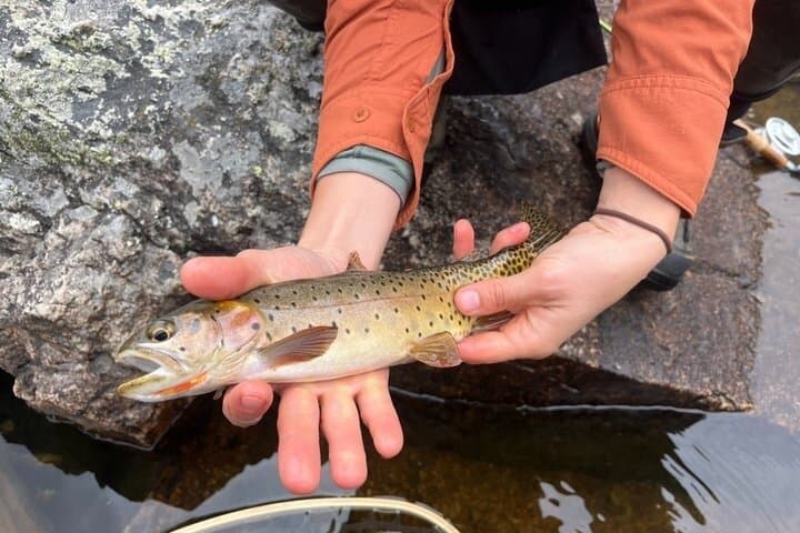 6 Hour Guided Fly Fishing Trip in Rocky Mountain National Park