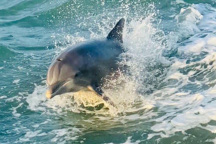 5:00 PM Dolphin Dash
