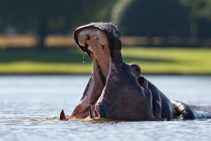 4 days (3 night) Ghana Elephants & Hippos Private Safaris
