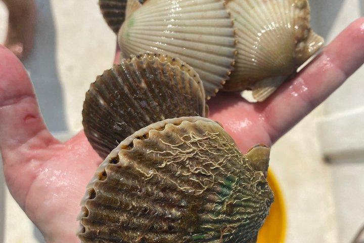 Underwater adventure! Snorkel For Scallops!