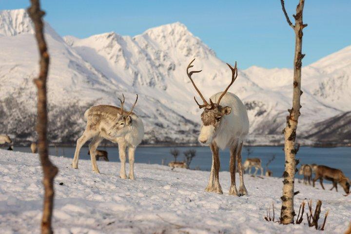 Arctic Fjords and Coastal Landscapes Road Trip