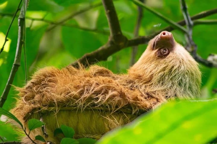 Sloths and Monkeys Guided Tour in Arenal Nature Walk