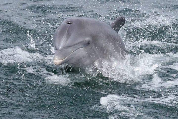 Frisky Dolphin Sightseeing Bay Cruise in Pensacola Beach