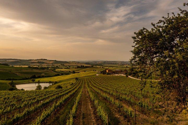 From Cortona Brunello di Montalcino Wine Tour with Lunch