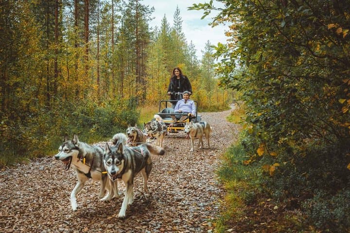 Autumn Husky Ride on Wheels, Apukka Resort Rovaniemi