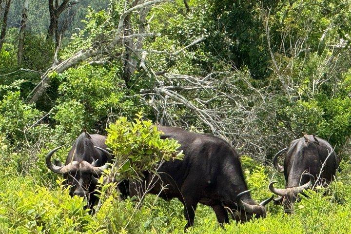 Elky Shimba Hills and Sheldrick Waterfall Day Tour