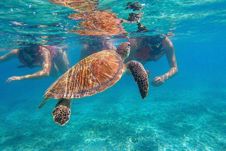 San Juan: Snorkeling with Turtles and Complimentary Videos