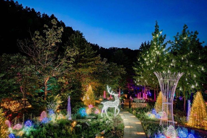 Alpaca World, Nami Island, Railbike and Light Festival from Seoul