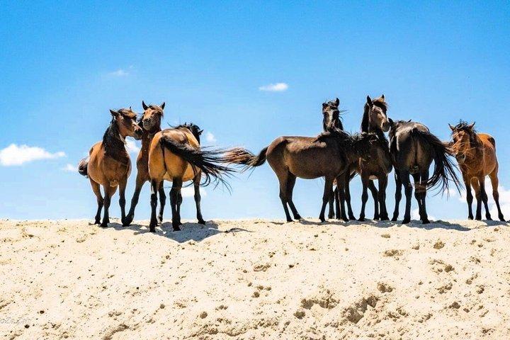 Danube Delta Tour: Tulcea - Mila 23, Letea and Sulina Beach