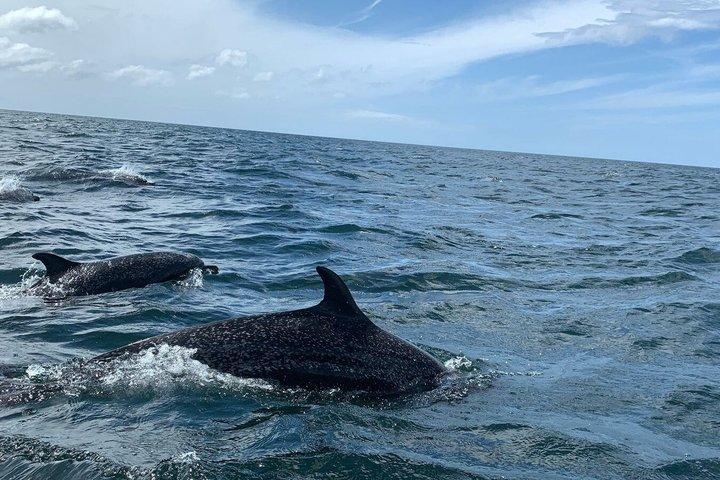 Whale Watching Adventure in San Juan del Sur