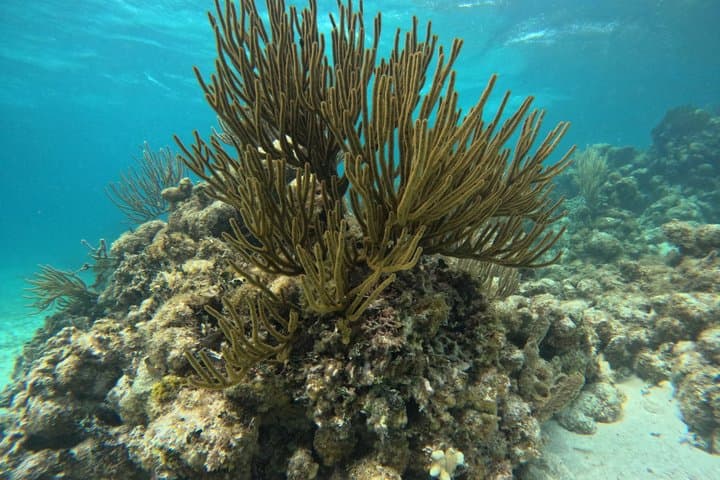 Mexico Rocks Snorkel Adventure from Ambergris Caye, San Pedro