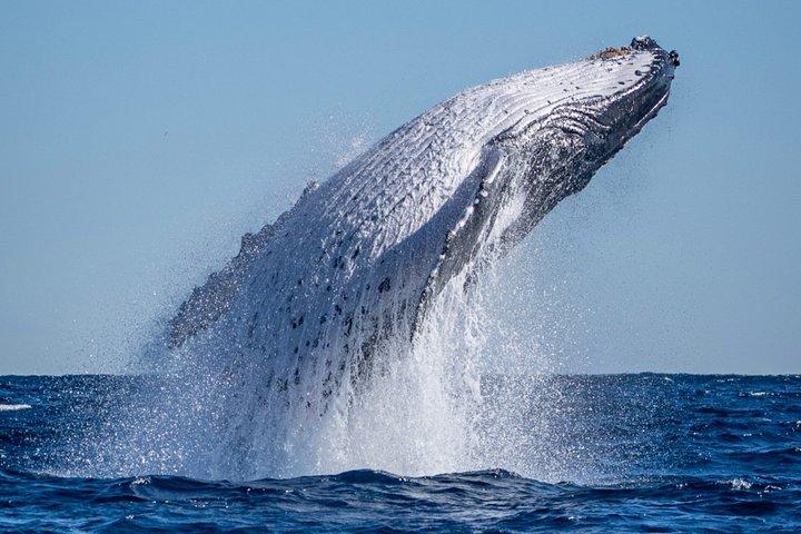 Whale Watching Boat Tour Departs Tweed Heads South NSW