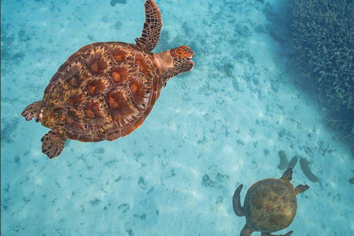 Snorkel with Turtles Adventure at Cook Island