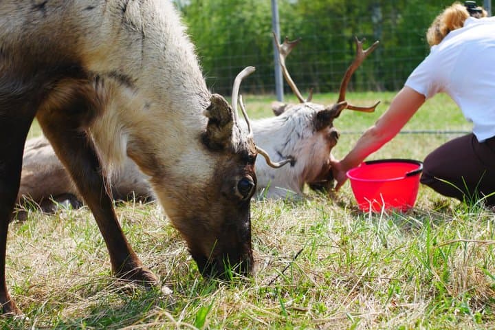 Rovaniemi Reindeer Experience in Summer/Autumn with Transfers