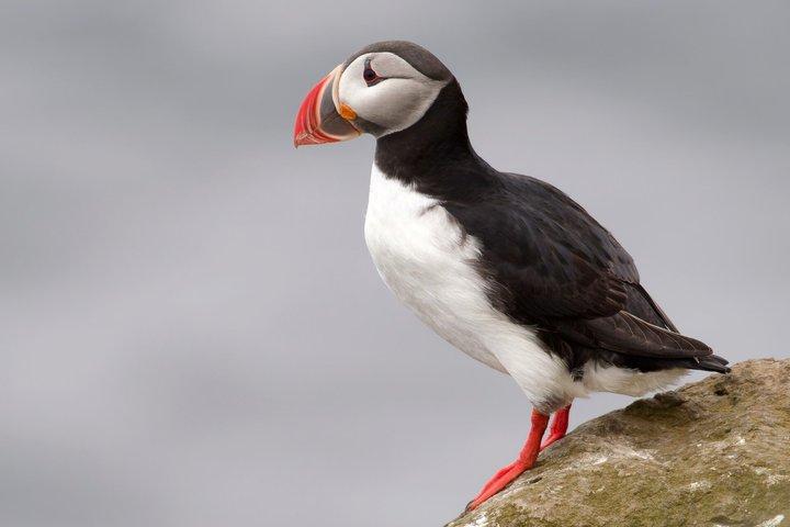 Whale Watching and Puffin Tour from Hauganes