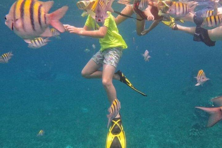 Roatan 2 Stop Snorkeling, Dolphin Sighting, Island and Beach Tour