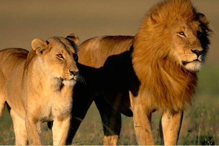 Kruger National Park Safari Adventure 3 Days from Johannesburg