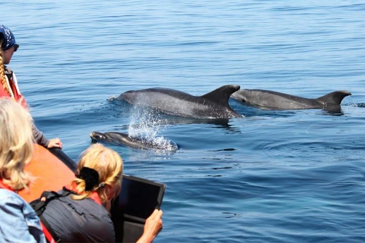 Dolphin Watching from Faro