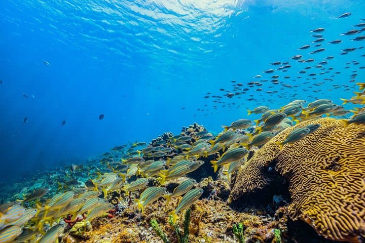 St Lucia Snorkeling Tour: Anse Chastanet Beach Day