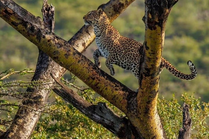 Lake Nakuru National Park Half Day Price Per Vehicle from Nakuru