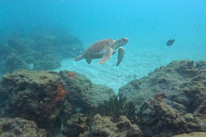Snorkeling Palm Beach, Ocean Ridge, Blue Heron Bridge, Boca Raton