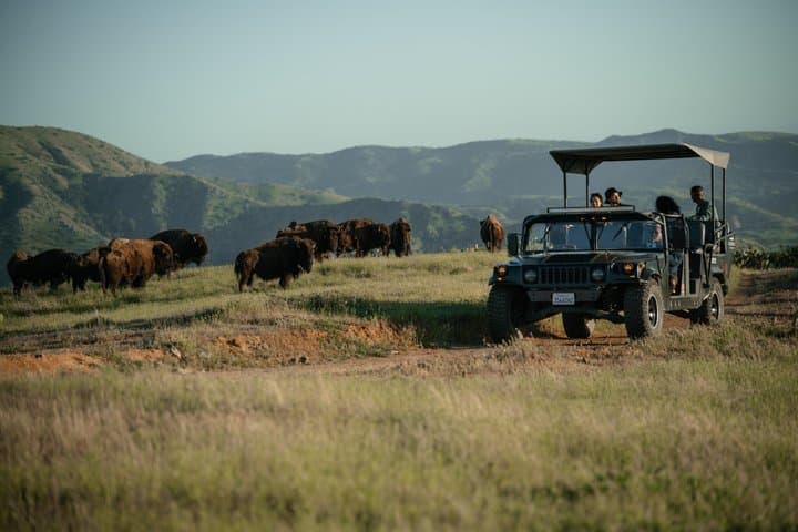 Catalina Island Bison Expedition