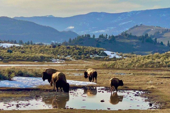Private Yellowstone Wildlife Tour in the American Serengeti