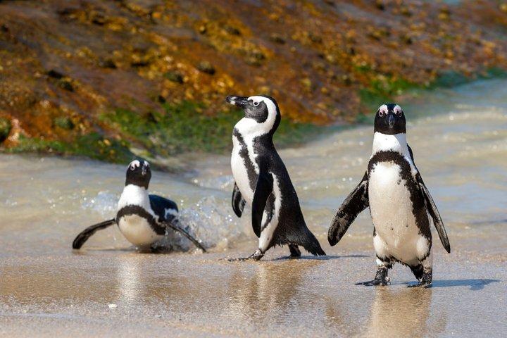 Cape of Good Hope, Table Mountain & Penguins Private Tour from Cape Town