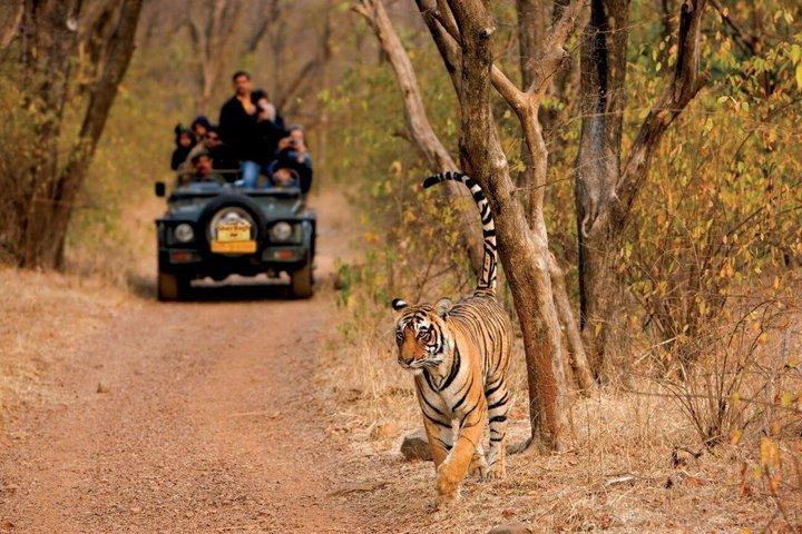 From Nagpur: 3 Days Pench National Park Tiger Safari Tour