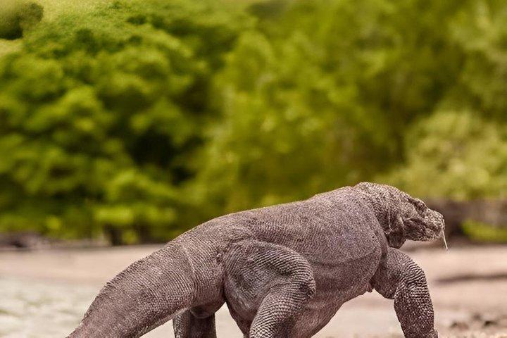 Komodo Dragon and Island Adventure from Bali