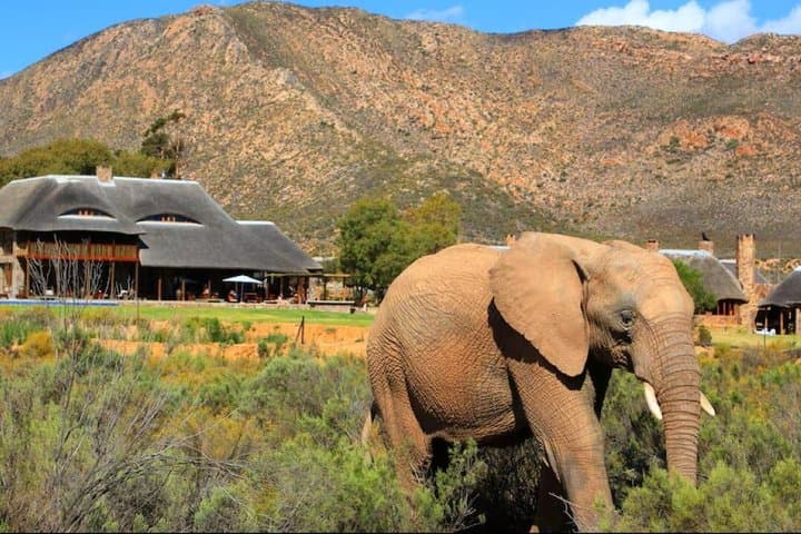 Amazing Safari at Game Reserve in Cape Town - see the Big5