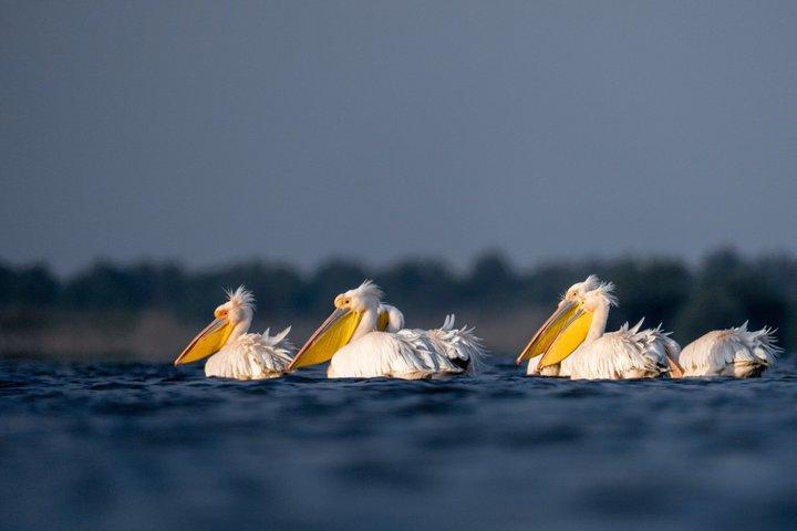 Danube Delta Experience: Wildlife Tour from Tulcea