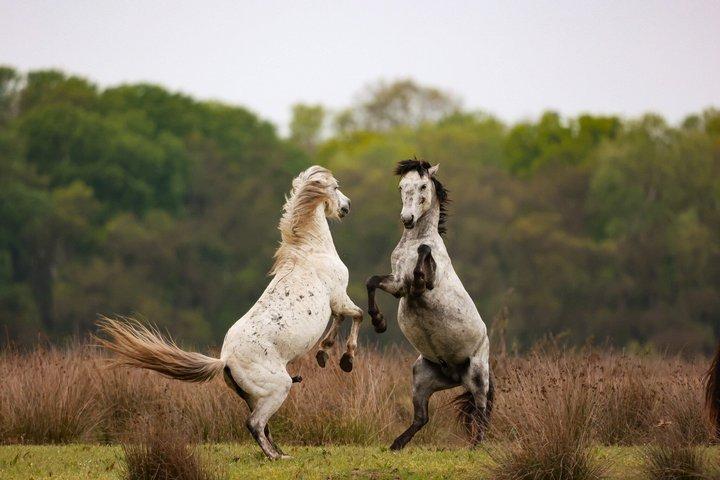Tulcea: Danube Delta Boat Tour, Wild Horses & Sulina Seaside